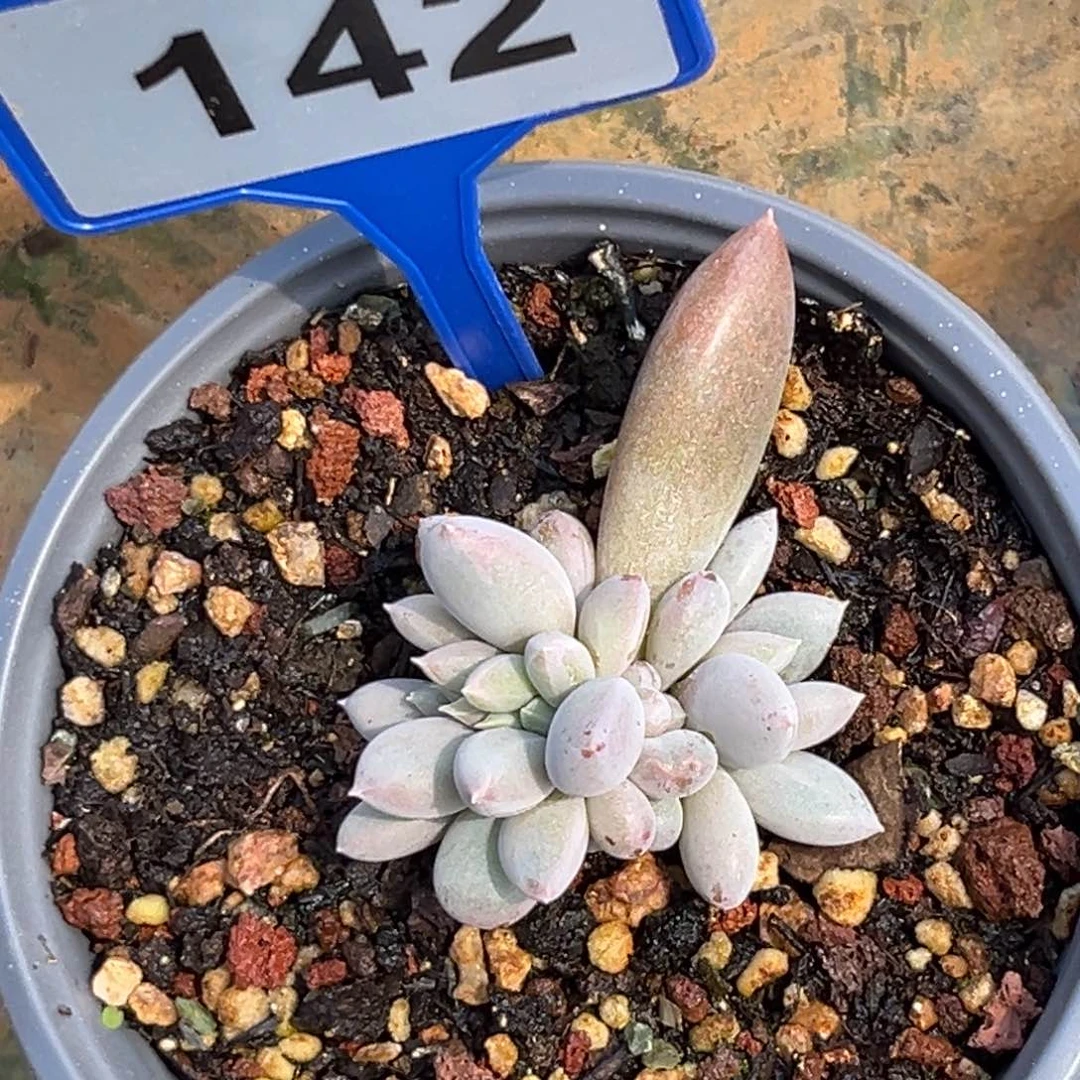 多肉植物海豚体哥特缀化142