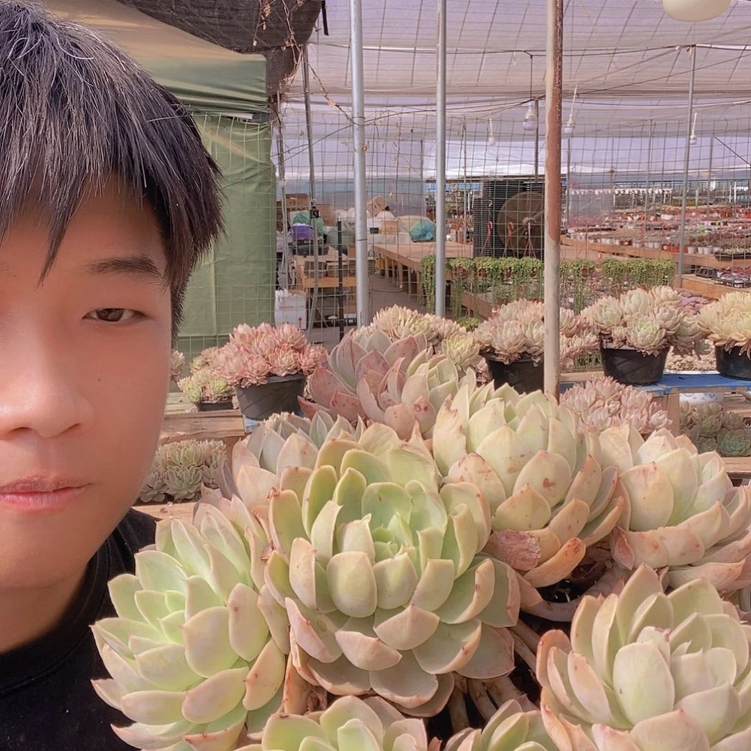 超大号丝绸面纱特价