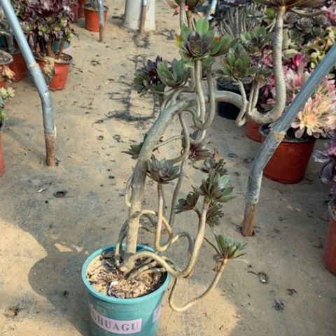 灰法妖桩断枝17多肉植物法师