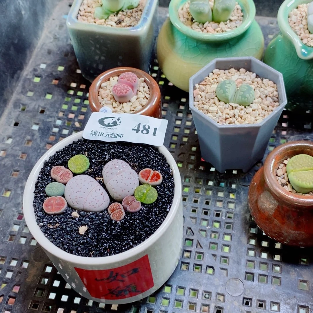 草***心生石花花花花花花花481