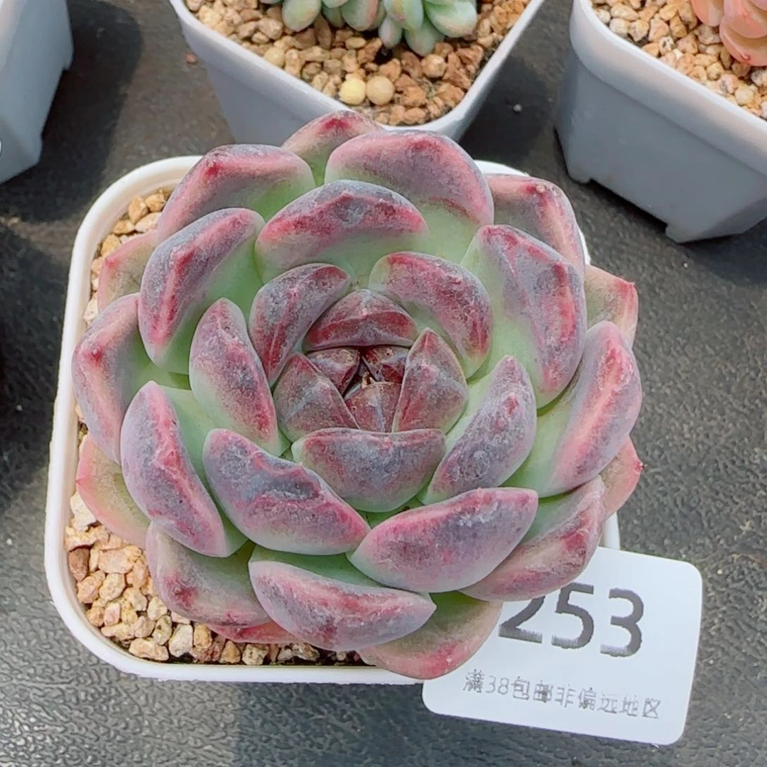 黑果糖，253多肉植物
