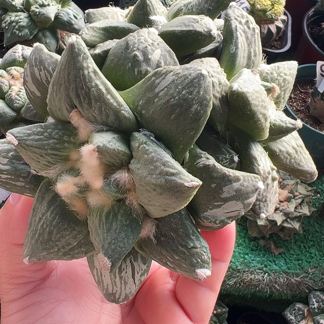 无花朵福利三头龟甲牡丹147