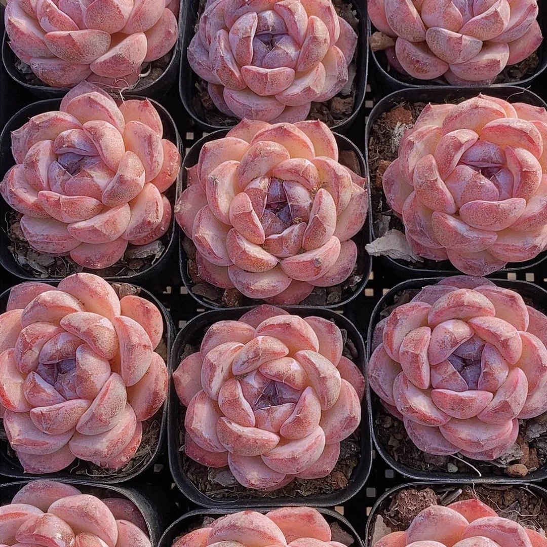 0203-小黑橙单头一颗 量拍