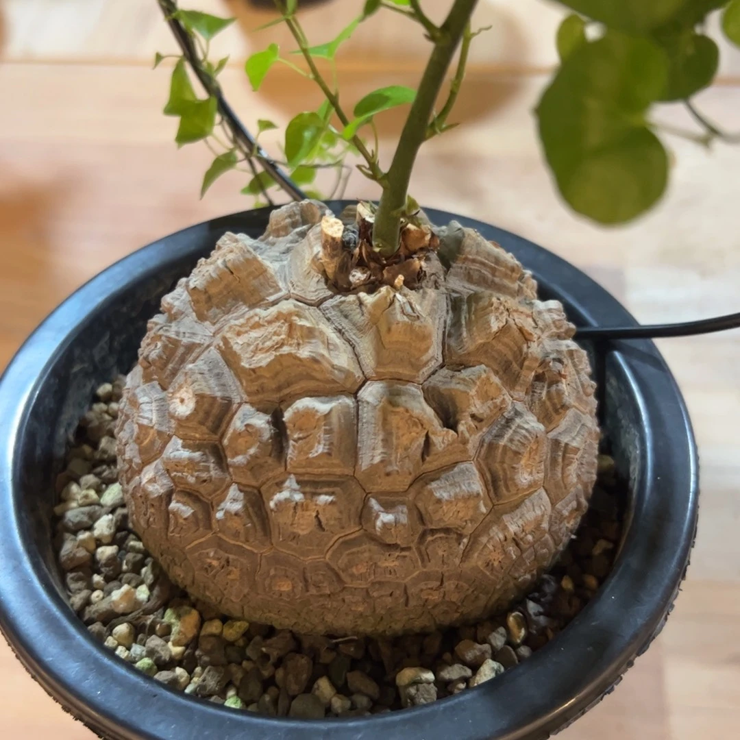 日系盆栽养定的龟甲龙666号