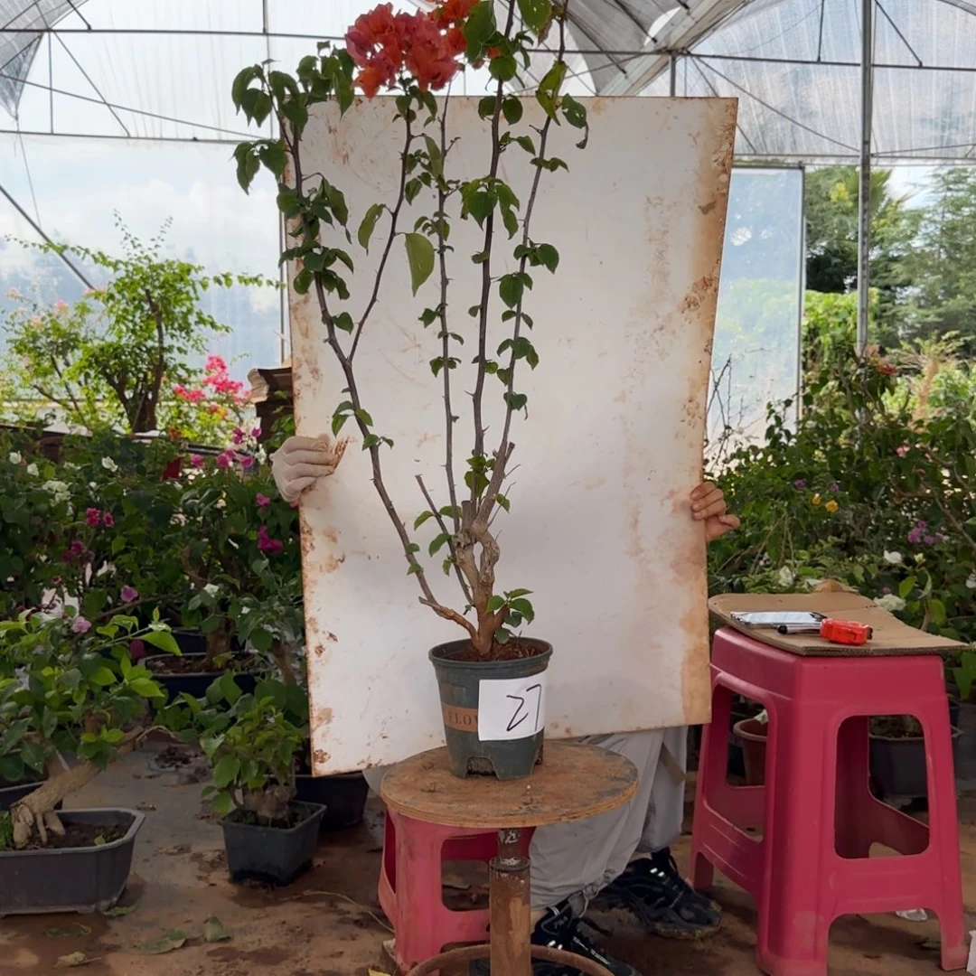 大部分花苞少量开放绿叶橙 27