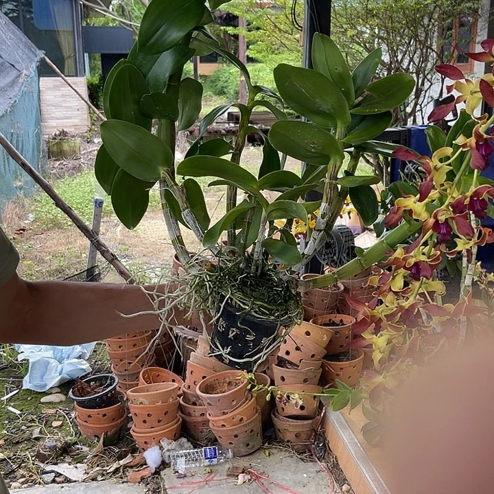 完全开放大花羚羊64