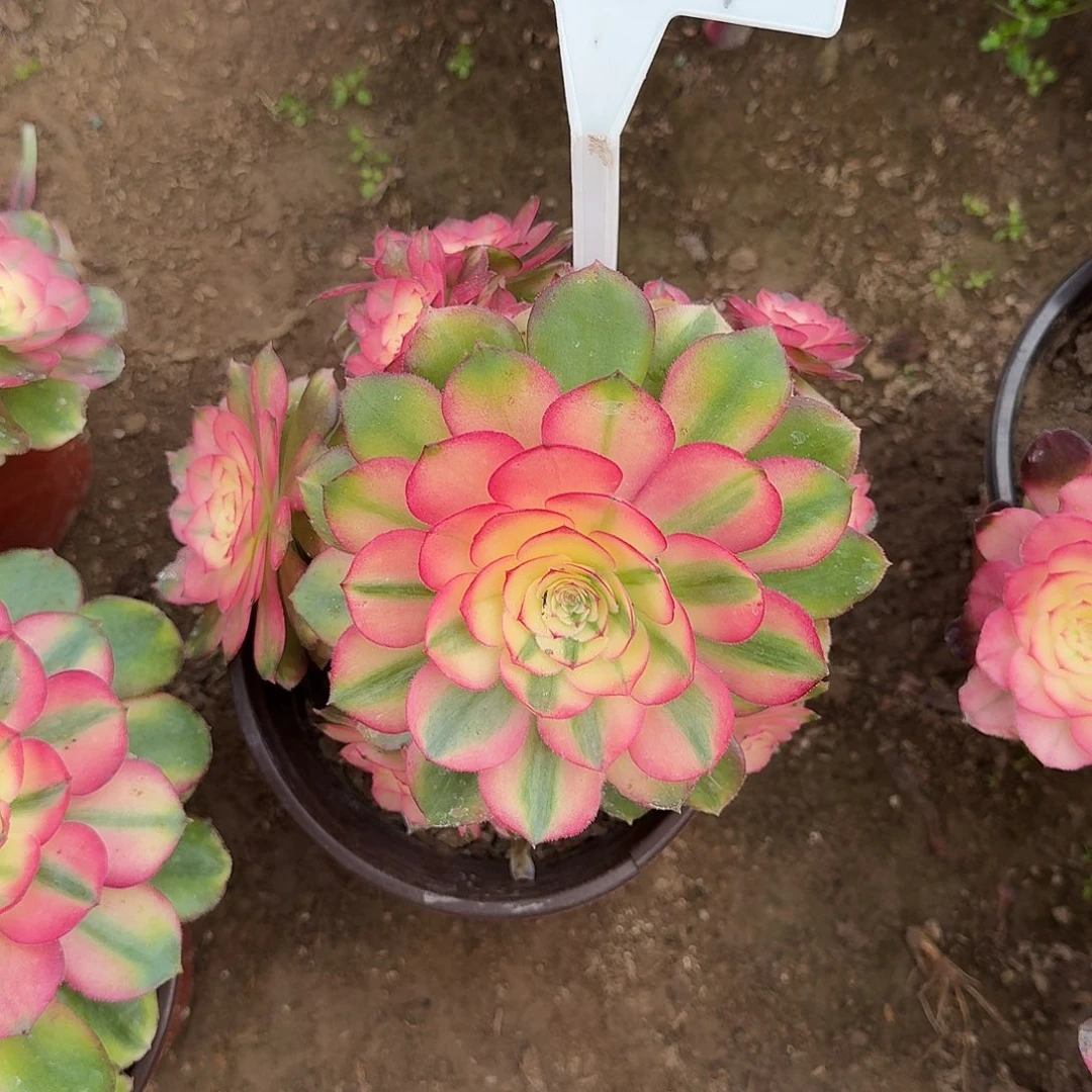 4187荔枝多肉法师