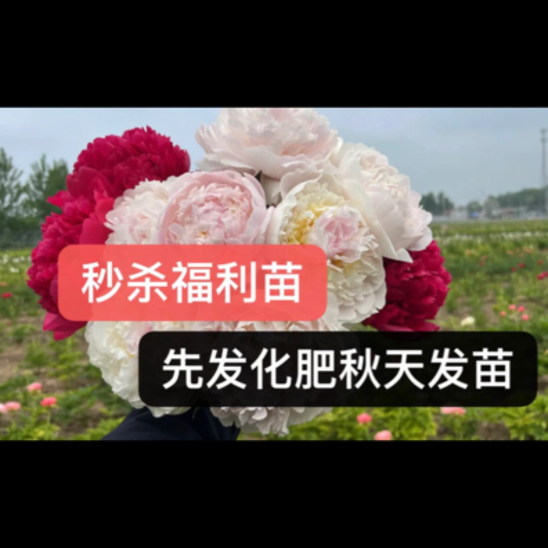 秒杀：羞涩公主芍药2-3芽（先发化肥秋天发苗）