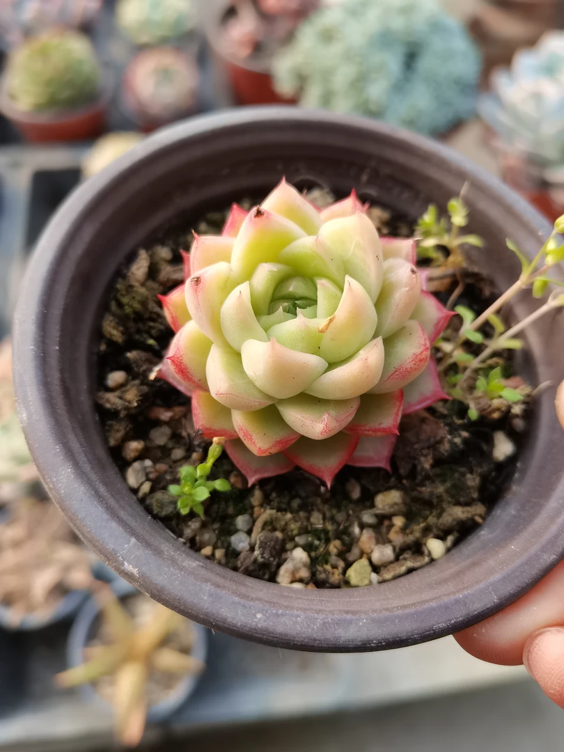 多肉一物一拍，H551-600号（新疆西藏不包邮）