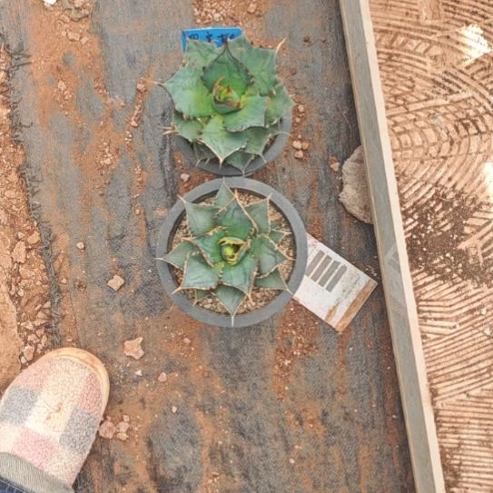 海王精品龙舌兰精品