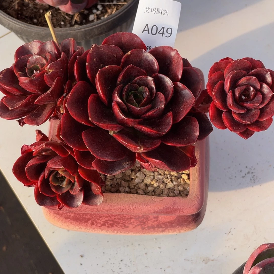 克劳斯049 多肉多肉多肉