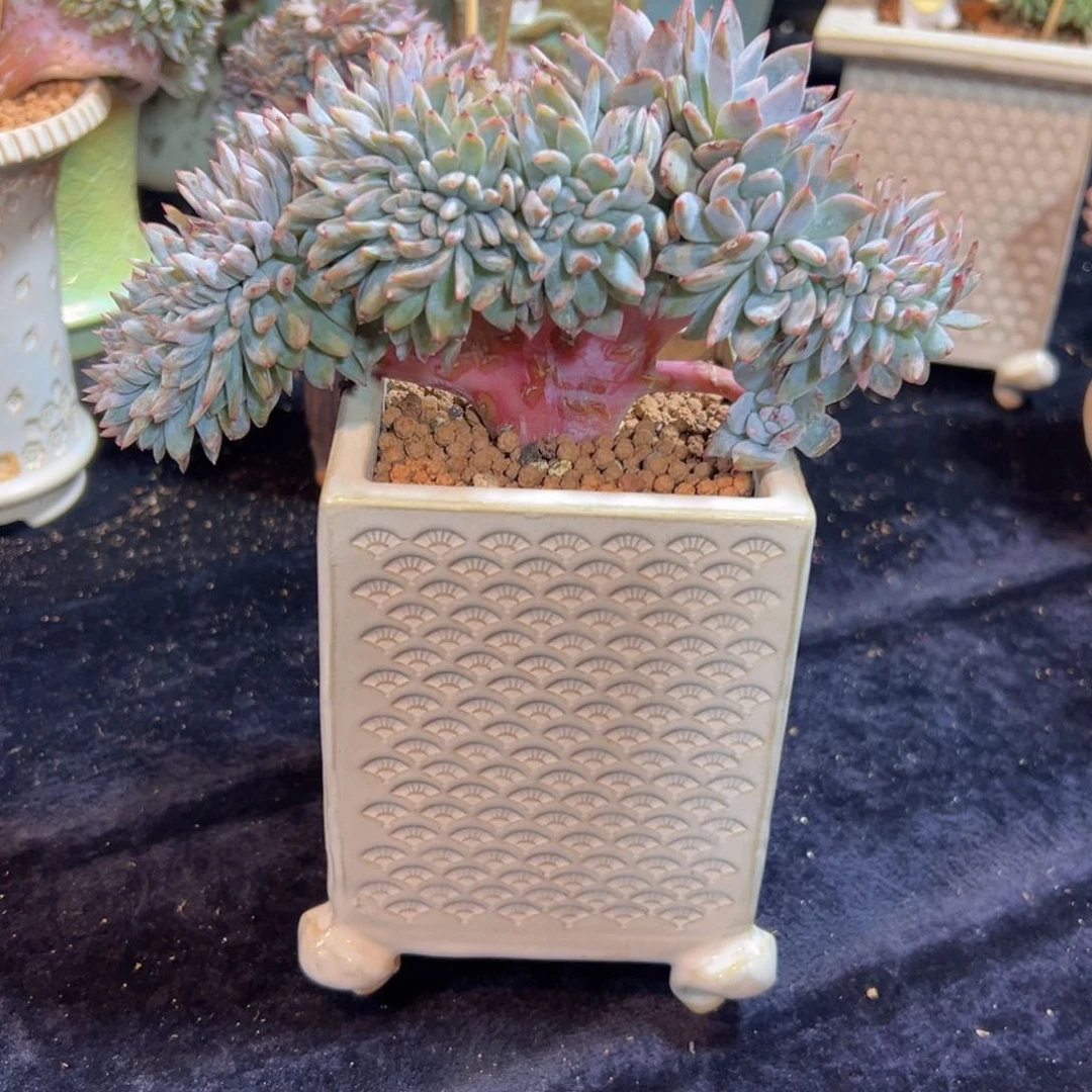 呆**?新年快乐 新年快乐