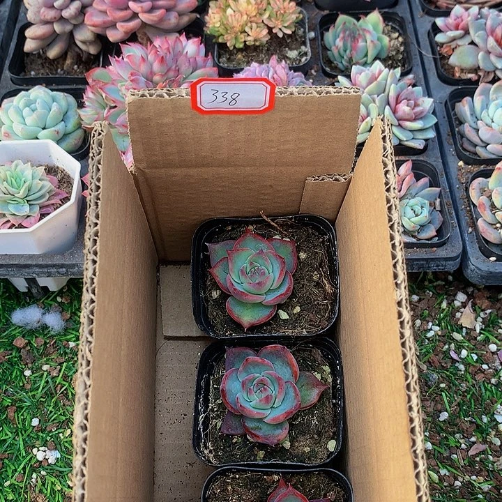 A338惊鸿仙子多肉