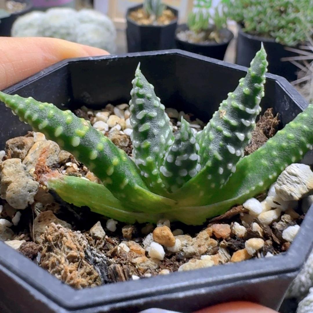 668恐龙泪珠脱土发货有疤