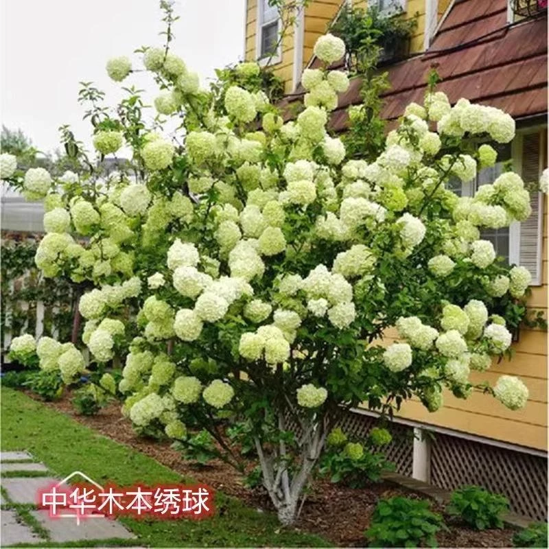 中华木本绣球树苗大花斗球白麻球庭院别墅耐寒盆栽风景树四季种植