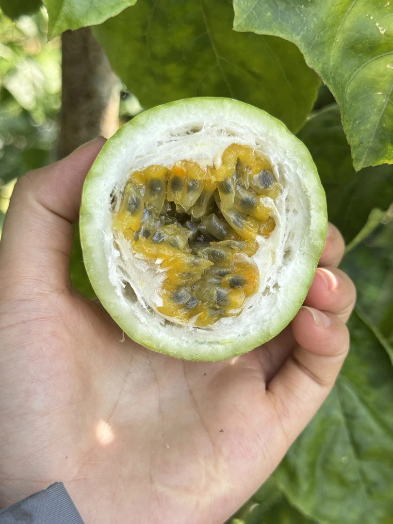 广东廉江钦蜜9号百香果产地直供新鲜当季水果