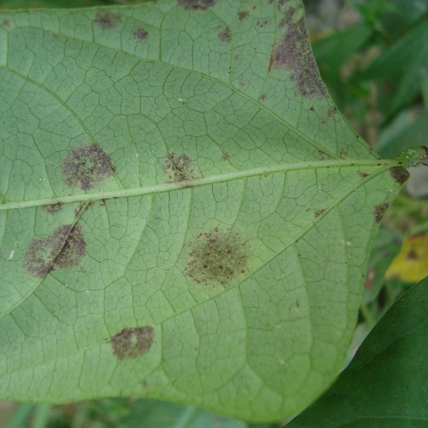 【5桶水组合】豇豆四季豆常见病害叶霉、煤污、叶锈、炭疽防治组合