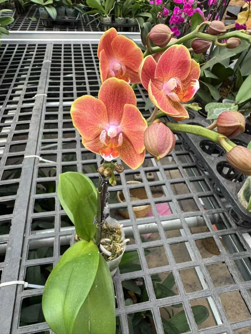 蝴蝶兰【埃特纳】 昆明源头基地直发