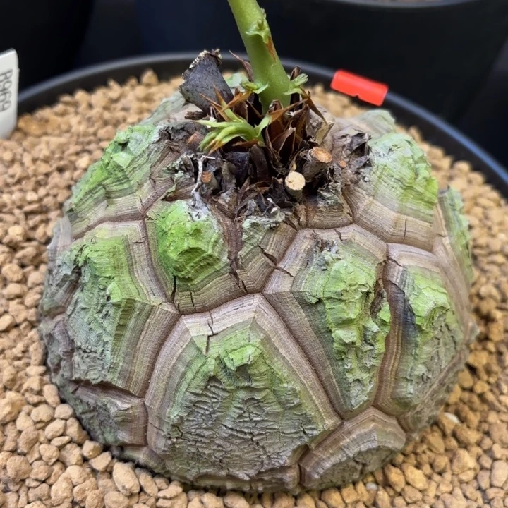 2006号龟甲龙带盆包邮13公分