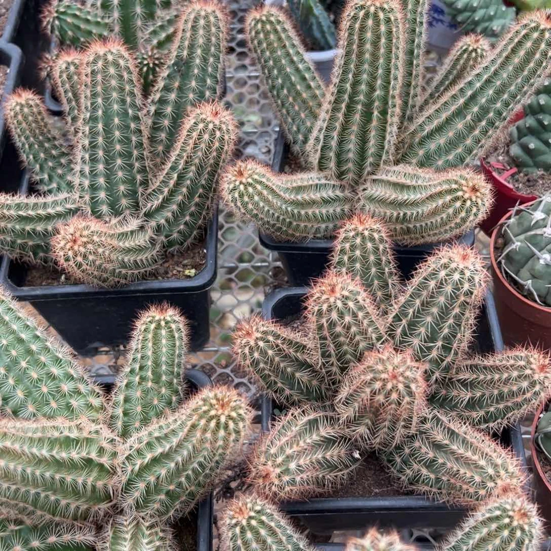 绯虾随机一颗。