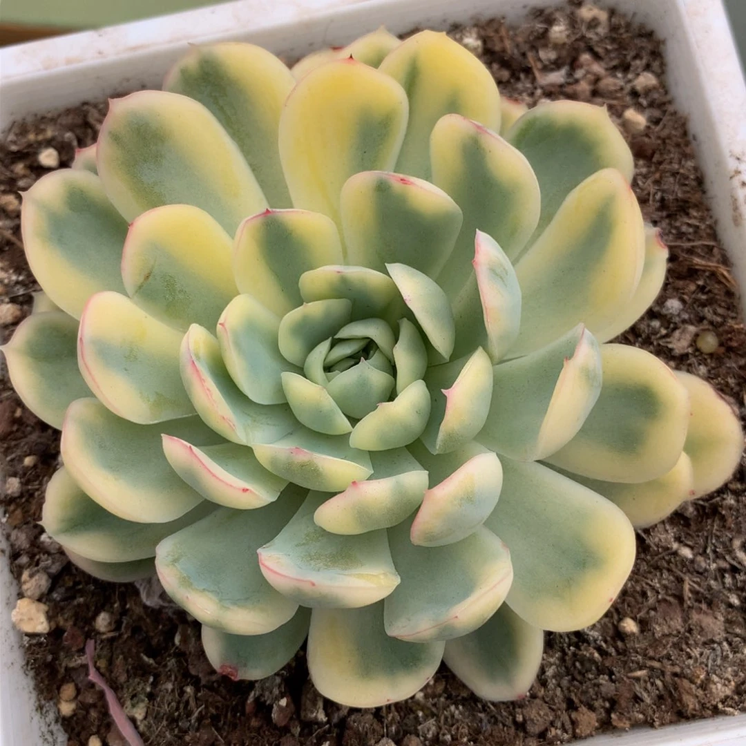 草莓冰锦锦锦上园艺一物