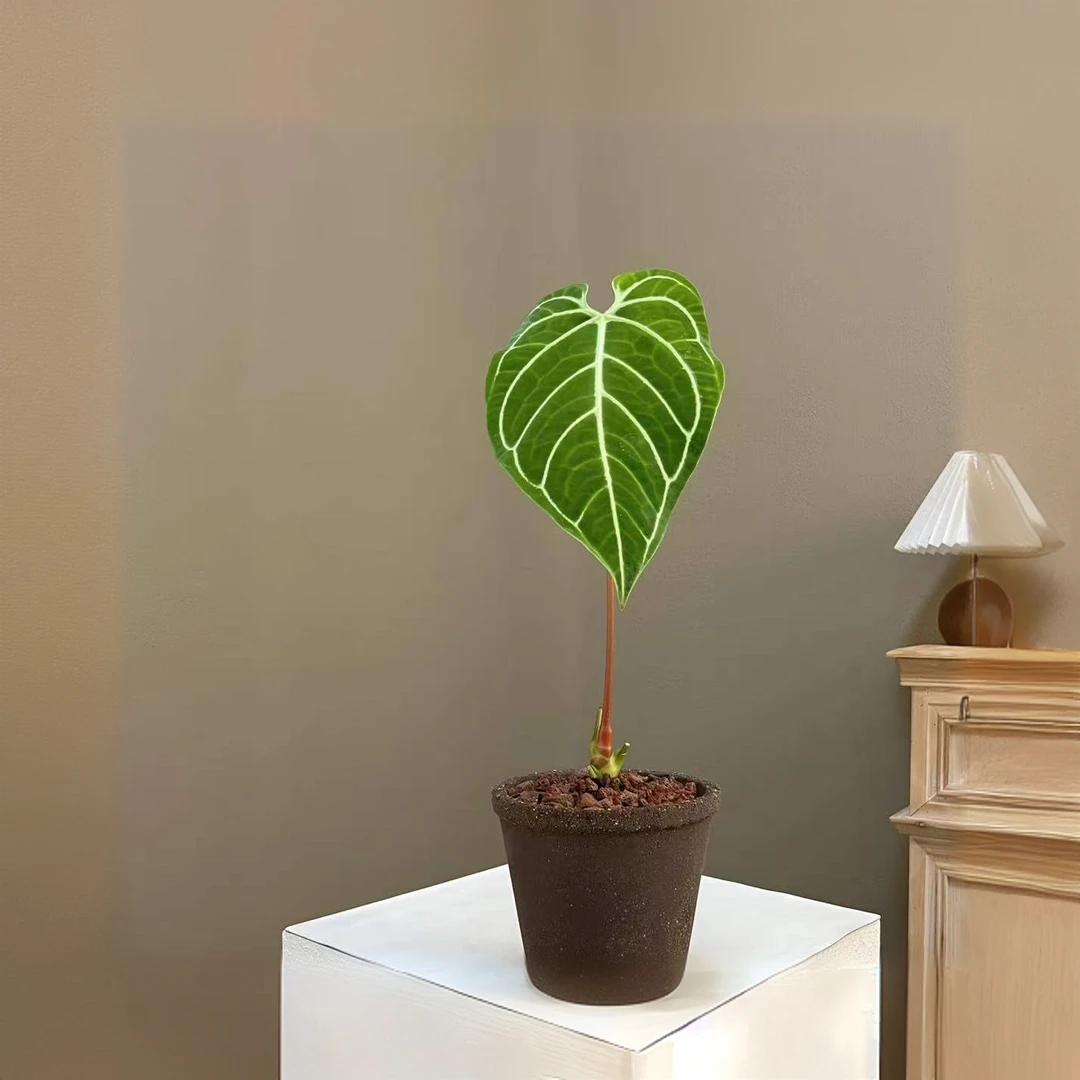 帝王花烛Anthuriumregale热带雨林植物观叶植物大叶片天南星科