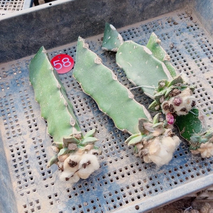 仙人球嫁接开花一筐58