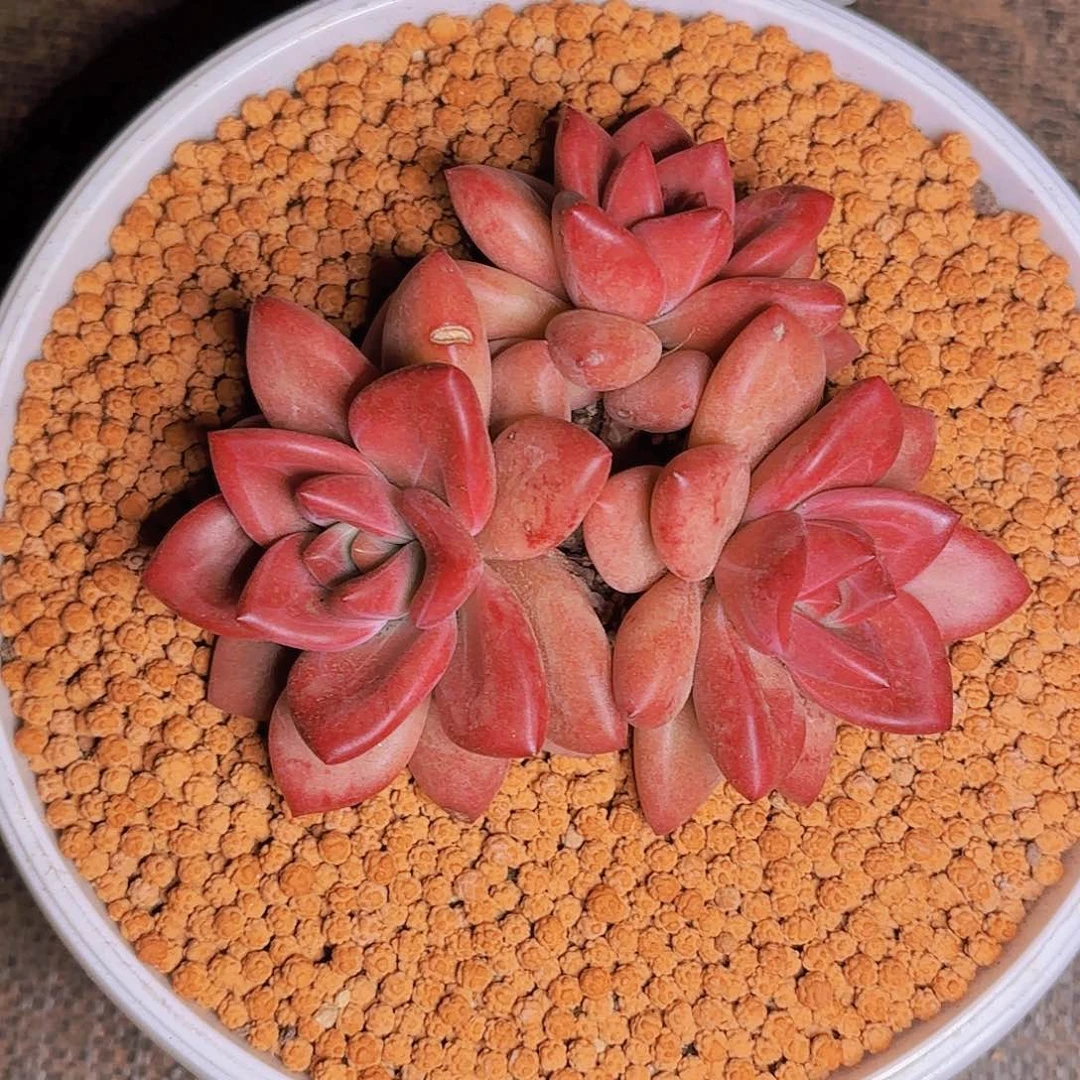 芙*芙若寄养111111111111