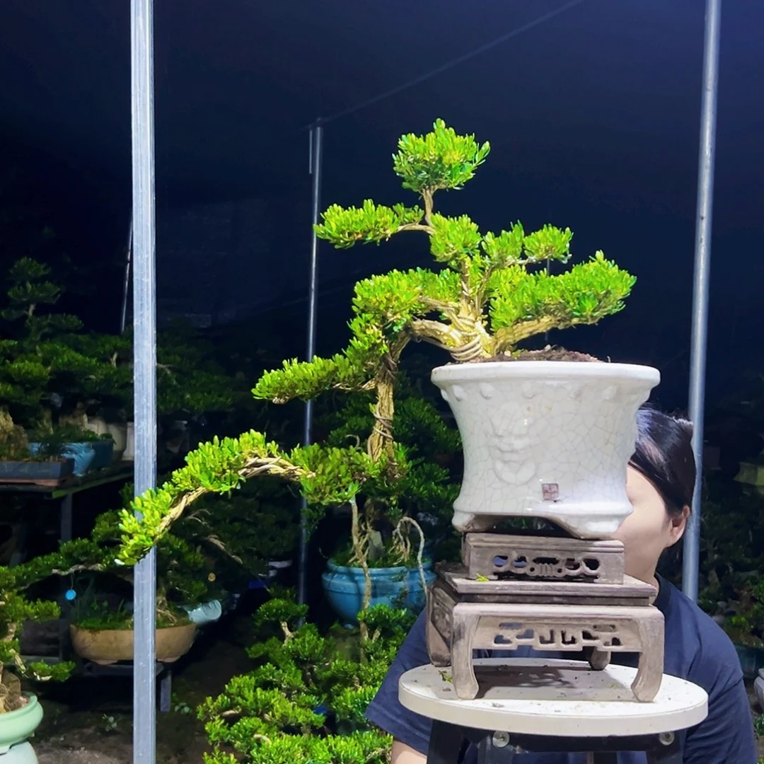 无花朵黄杨木
