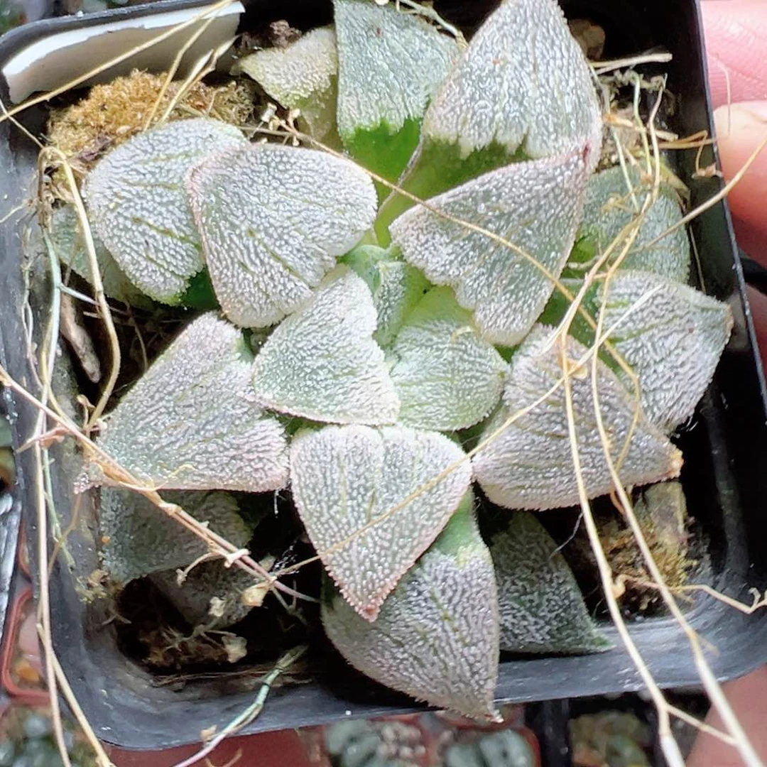 卿*1590多肉植物，