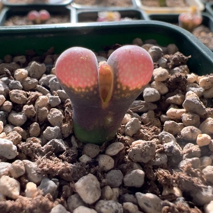 w/971 青蛙3年pv1089鲑鱼粉。88折后价