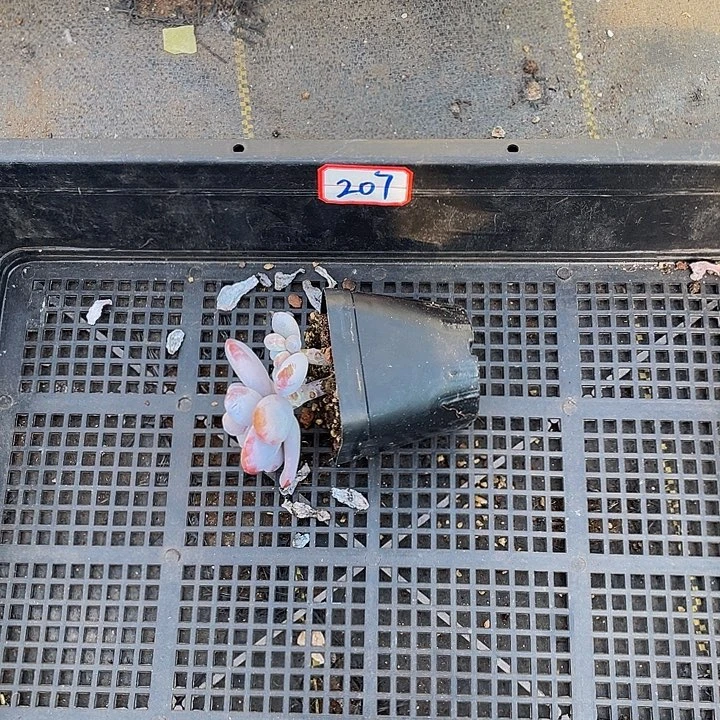 飞***1207号筐带盆土发货