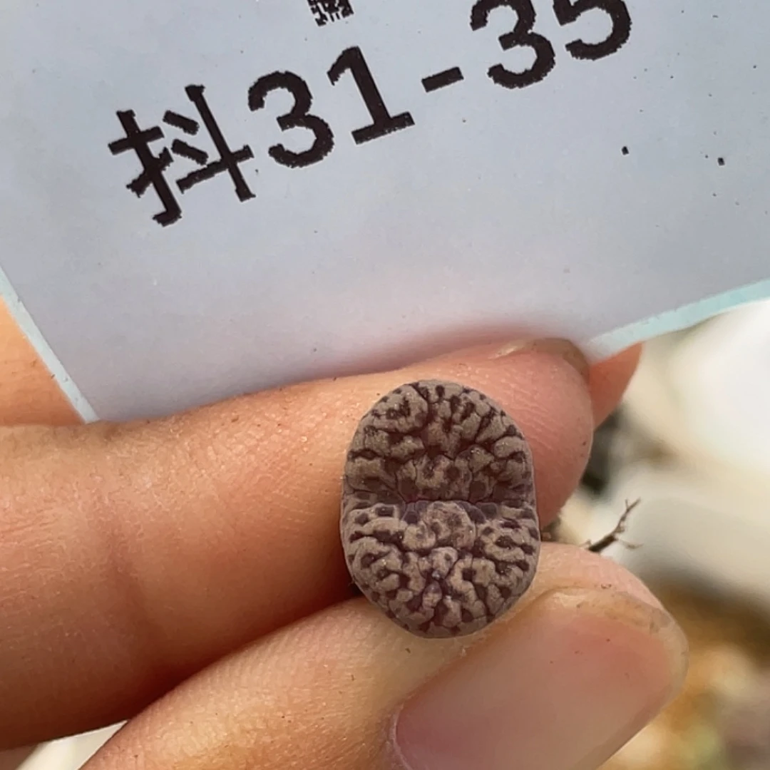 31-35豹纹鸟多肉植物