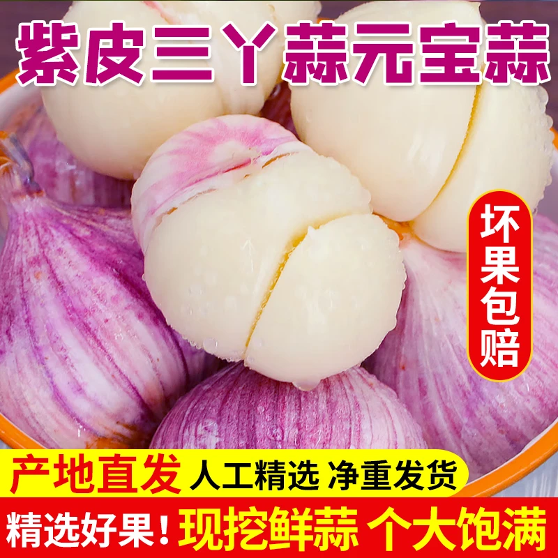 2025年云南紫皮三瓣蒜 现挖湿蒜 元宝蒜 包邮