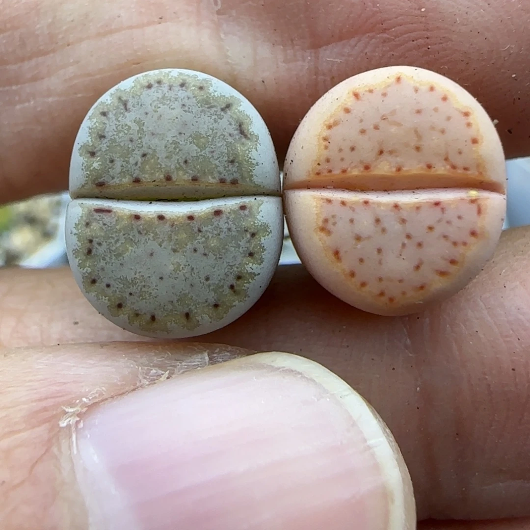 450饼干清框福利30包邮