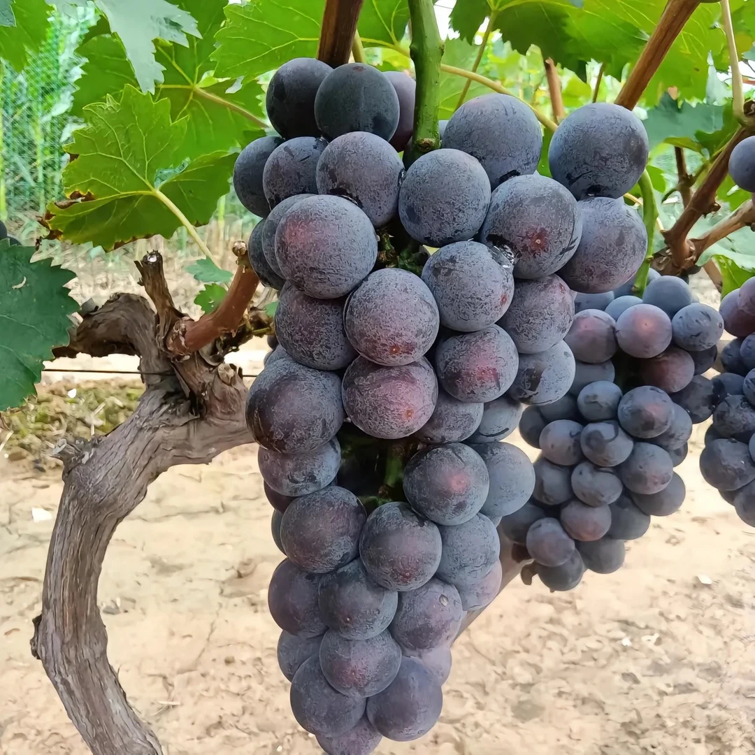 【顺丰包邮】烟台海滨现摘无籽蓝莓甜提子巨峰新鲜无籽葡萄