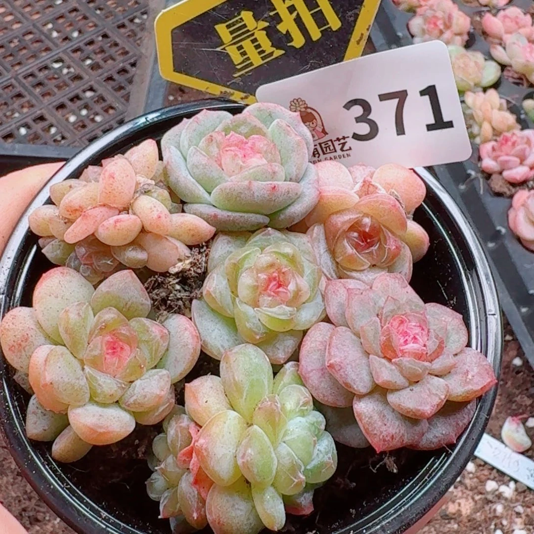 多肉植物多肉植物