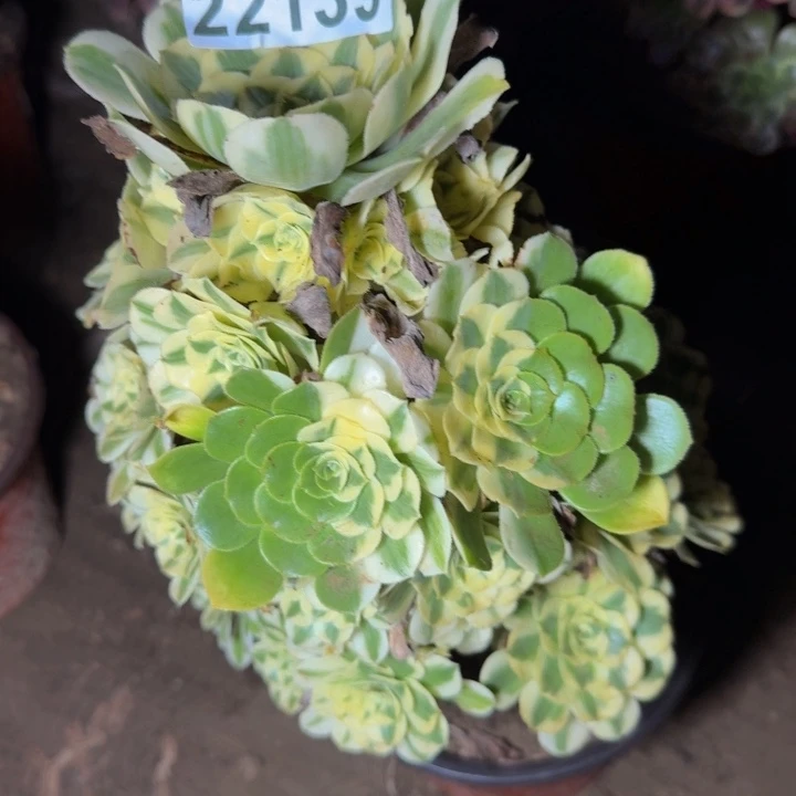 22139迈巴赫多肉植物