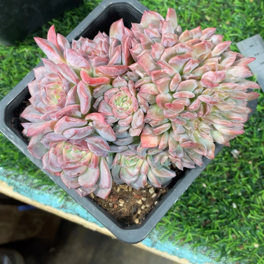 红琥珀缀冠幅15 公分一物一拍