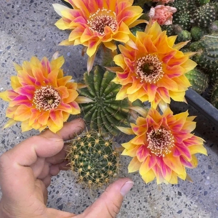 333丽花阳9歪无根侧牙3公分左右，20包邮