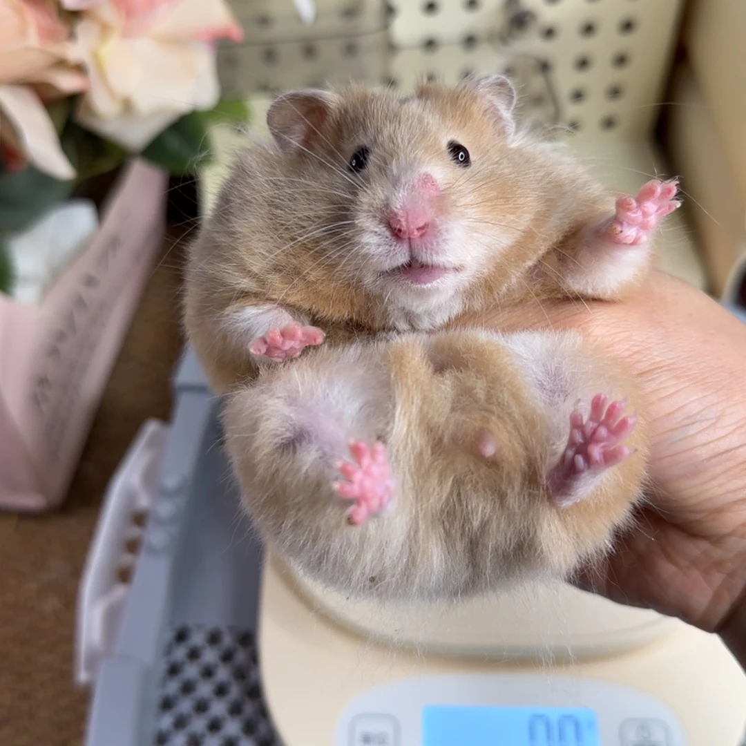 13鸽灰妹妹144g8个月
