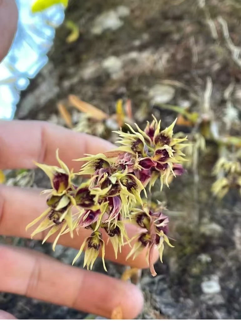 云南深山农产品（珍虫干花）