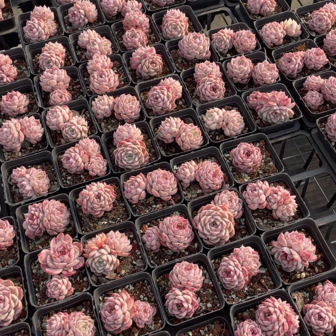 天鹅绒糖心多肉单头双头组合十六个一组