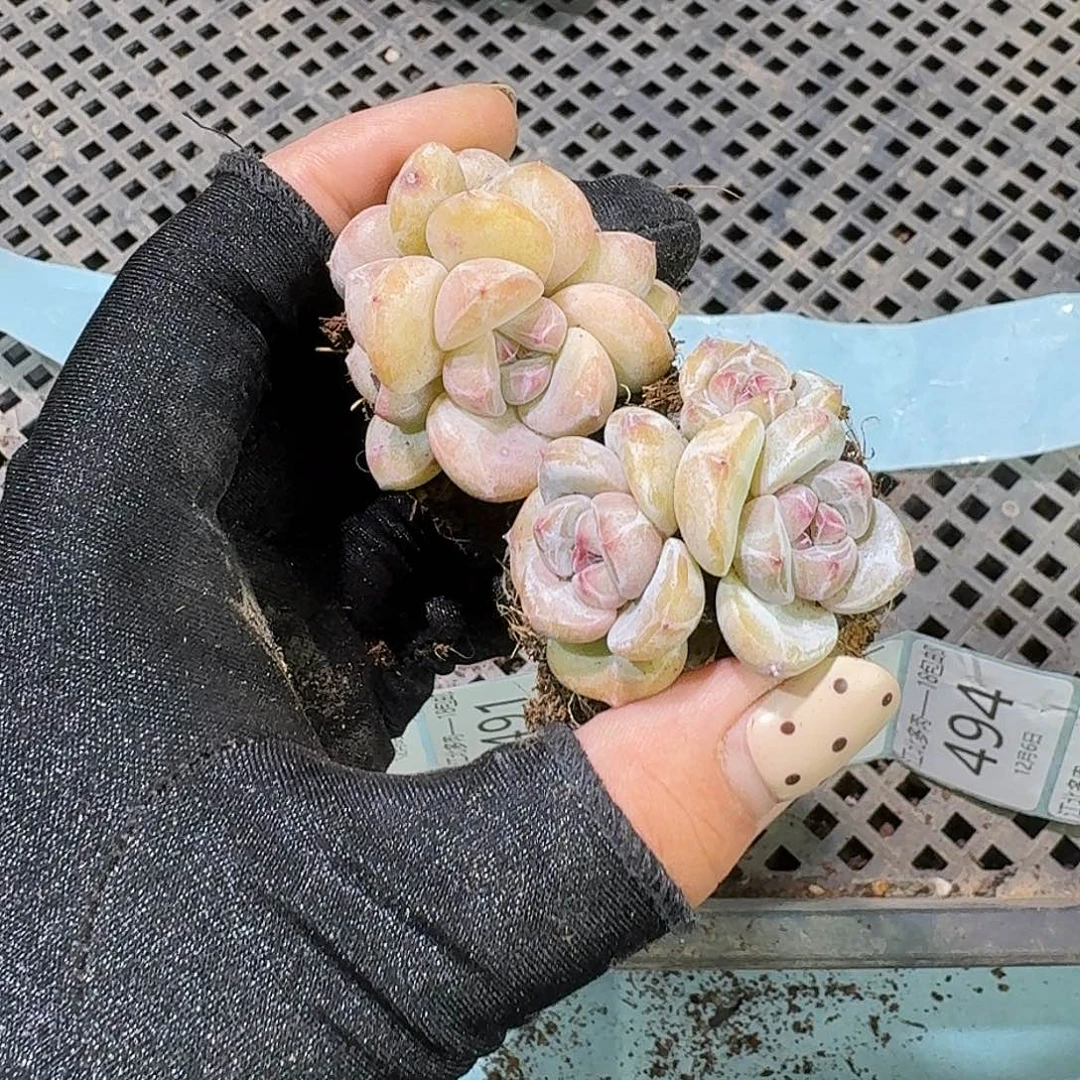 邪***螂487 号到手1粒颗江北多肉