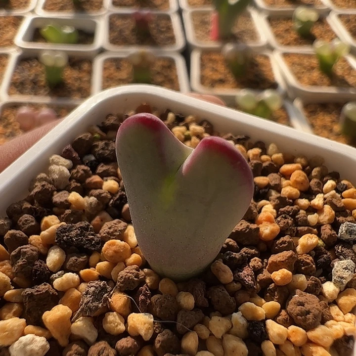 无花朵实生红边少将56