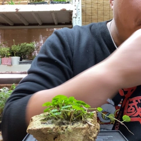 红陶一物一拍所见即所得13