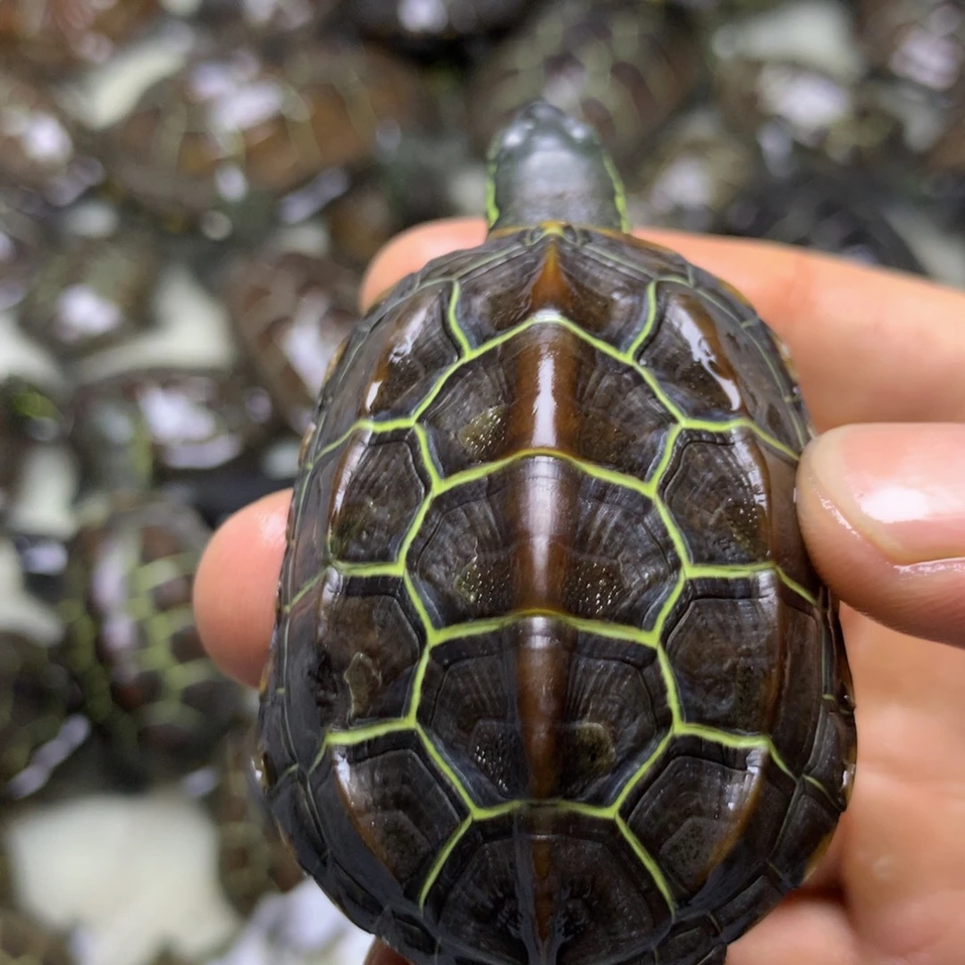 母中华草龟苏北金线草