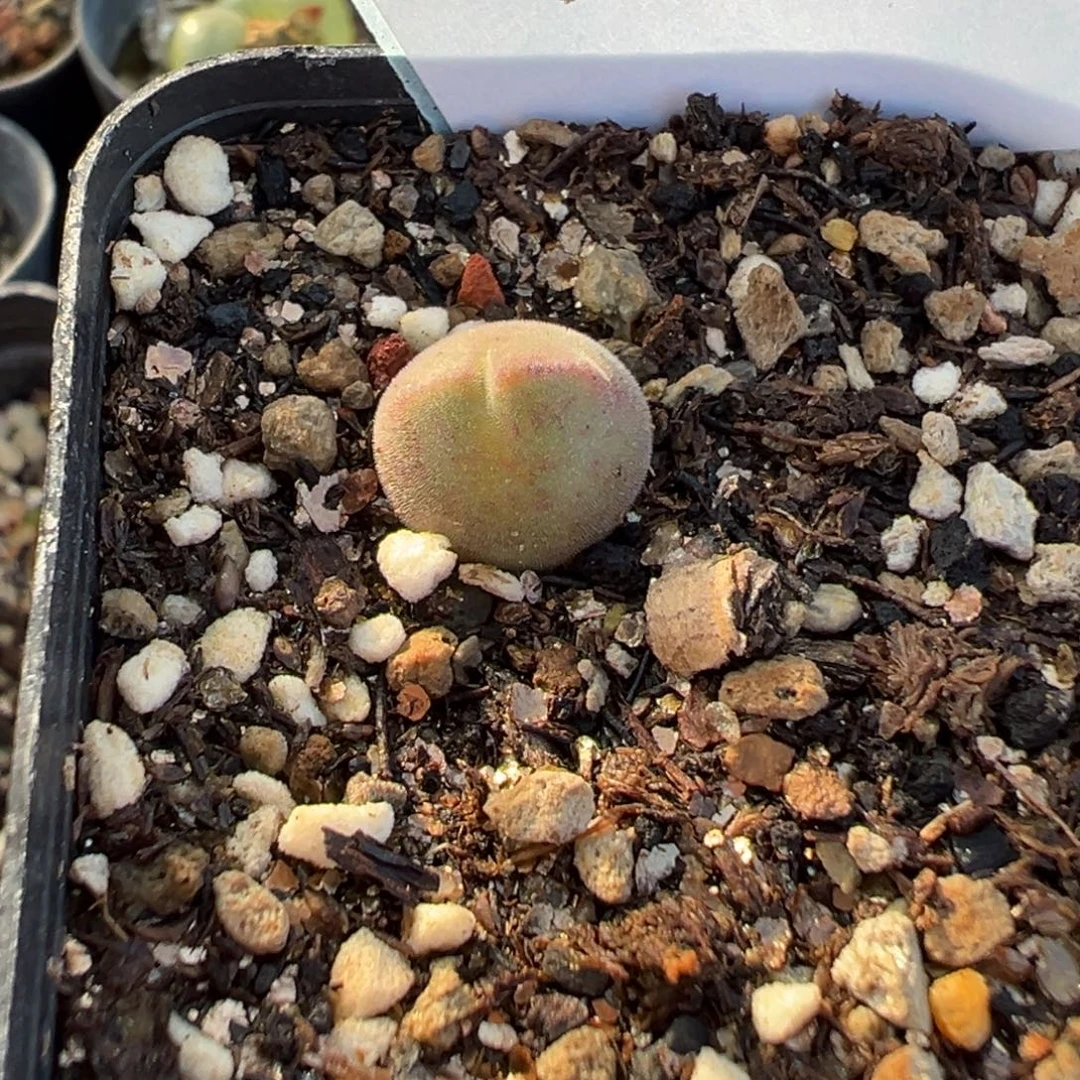 30-21肉锥多肉植物，