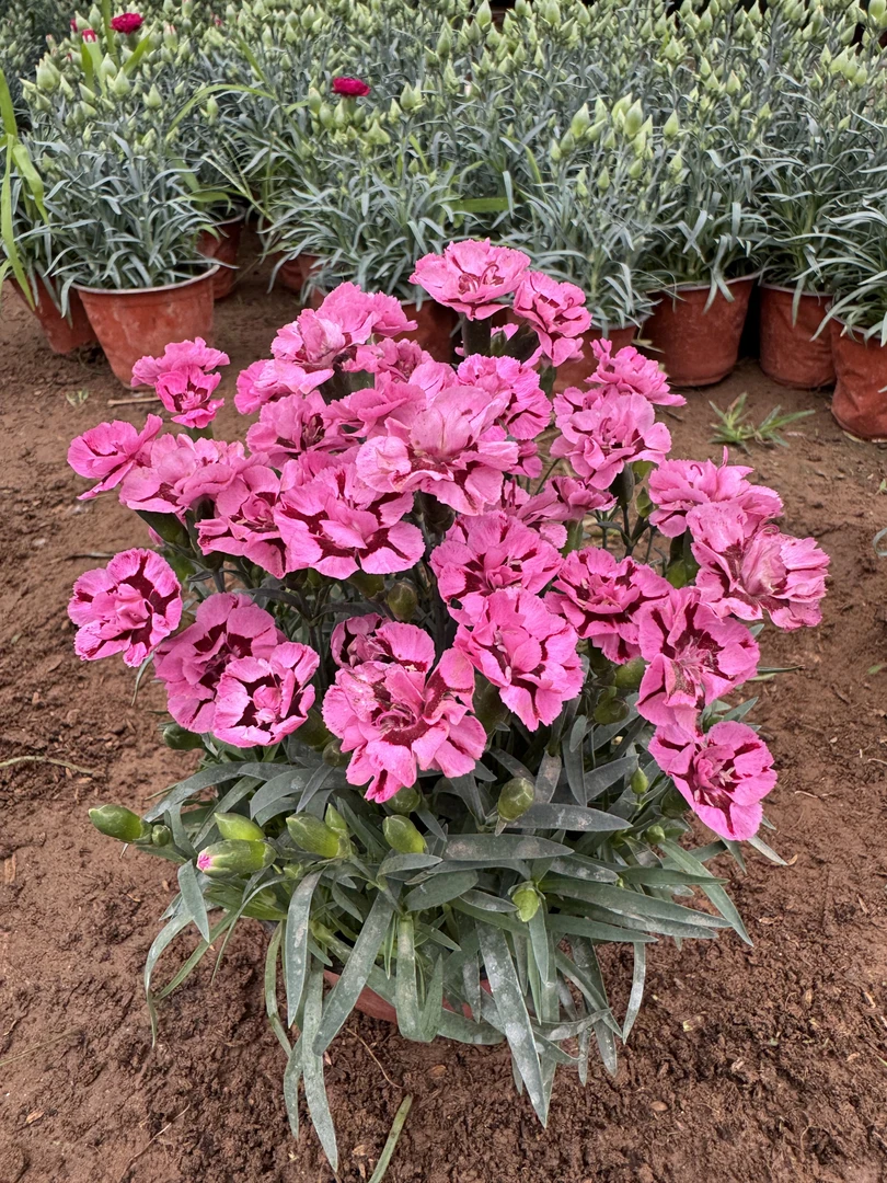 康乃馨奥斯卡【草莓冰淇淋】四季开花带花发货盆栽庭院好养活