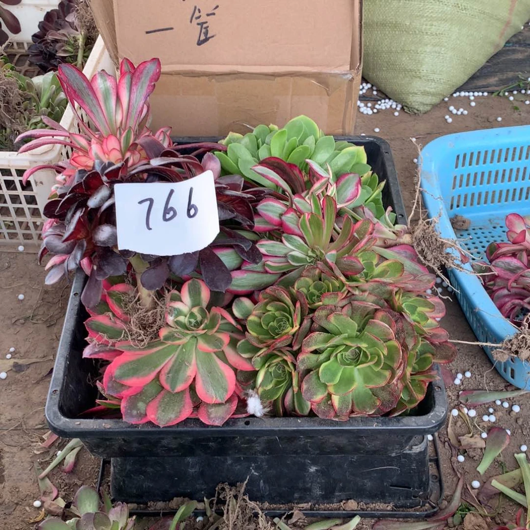 766多肉植物盆栽花卉
